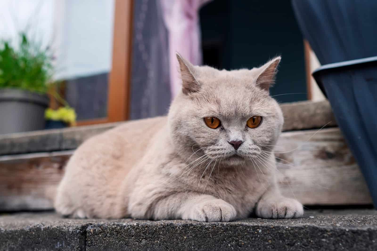 Cute British short hair cat with light brown fur sitting on a back yard porch.