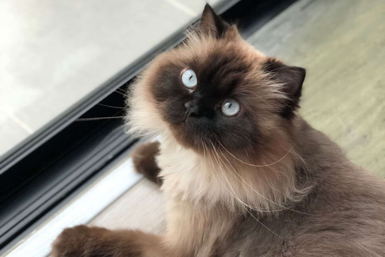 Cute Himalayan cat siting next to the door.