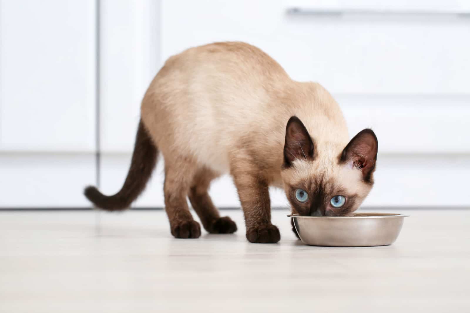 Cute Thai cat eating food from bowl at home