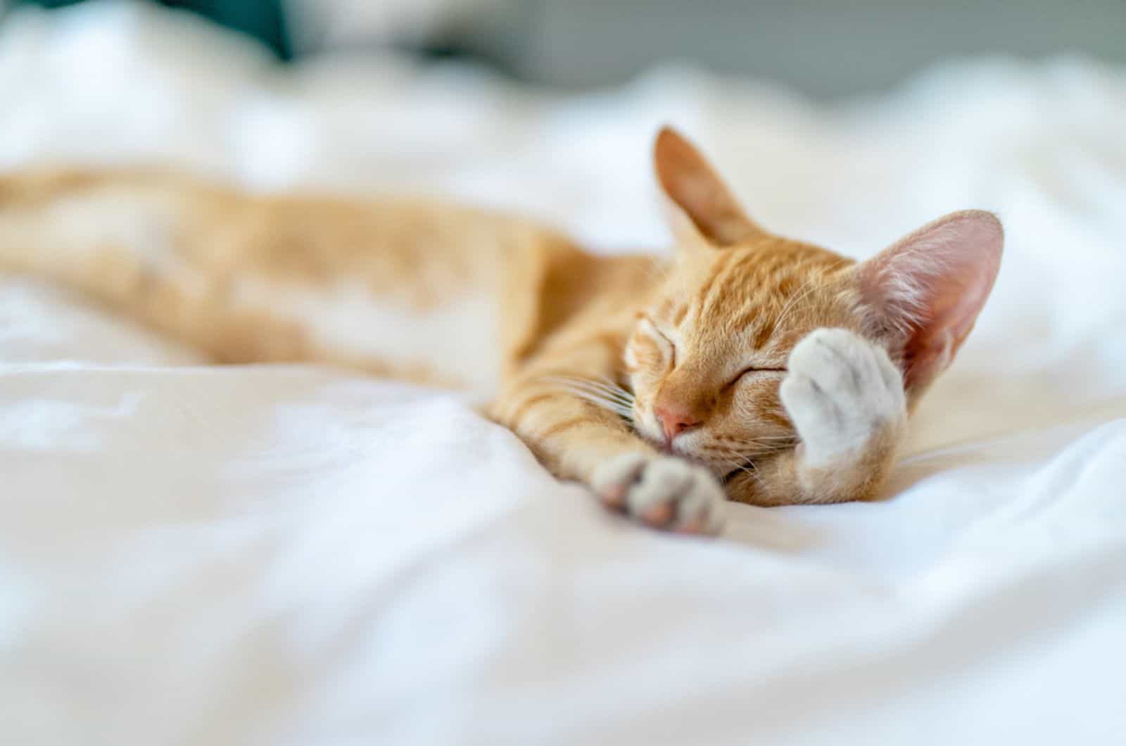 Cute Tired Orange Cat sleeping with paw on face