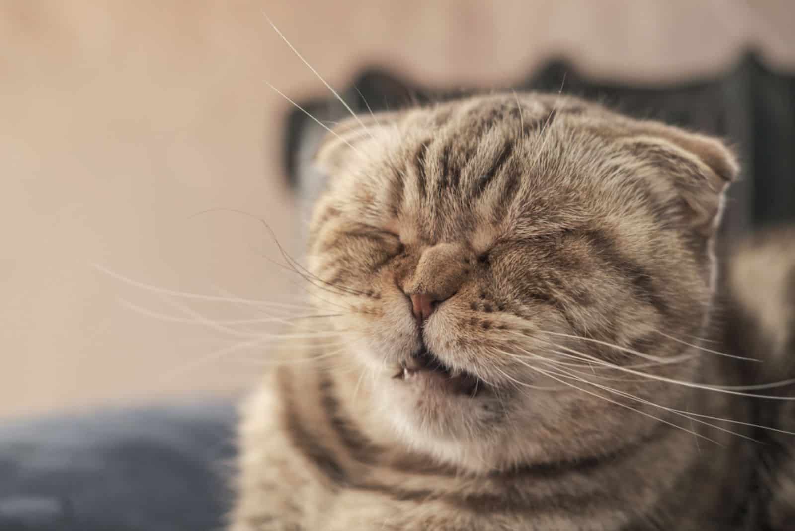 Cute cat Scottish Fold is about to sneeze