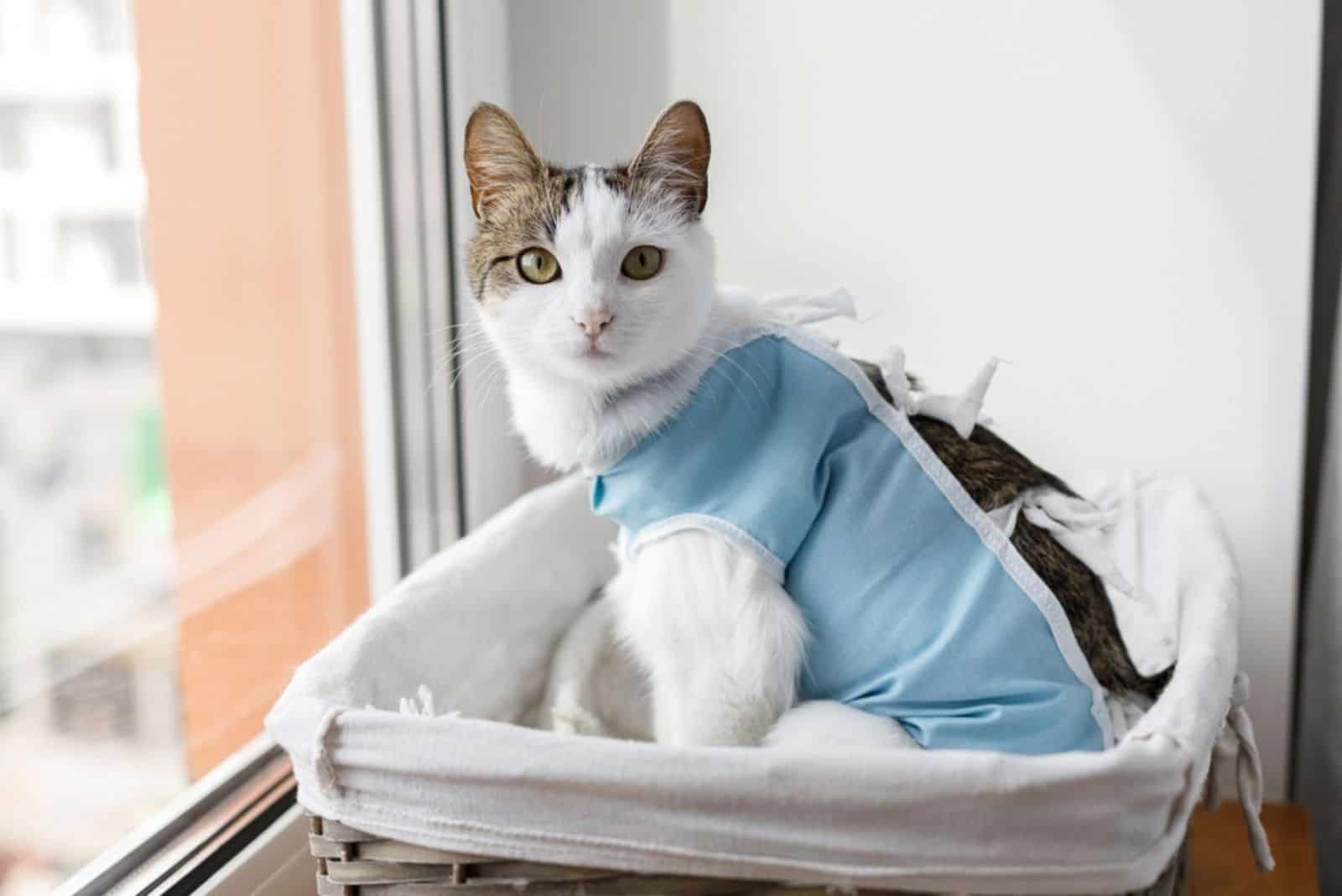 Cute cat after spaying sitting in basket at window