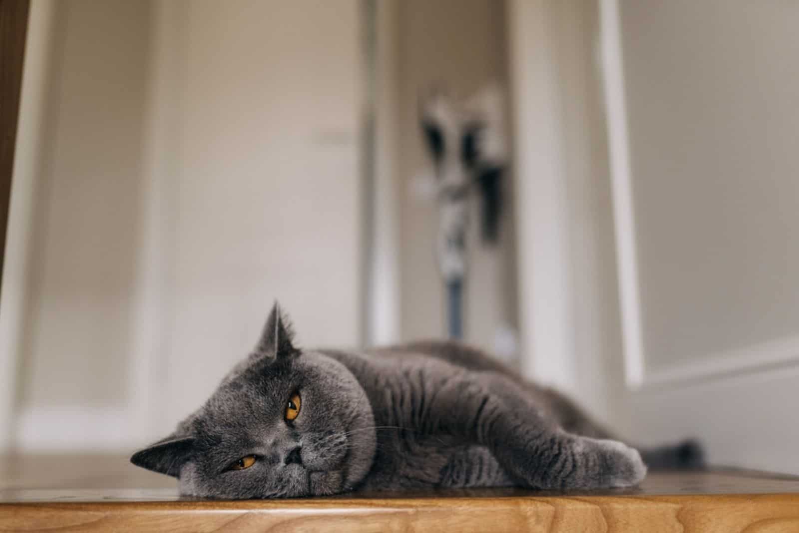 Cute cat lying down indoors