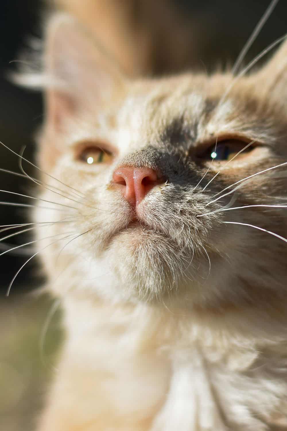 Cute cat with long whiskers