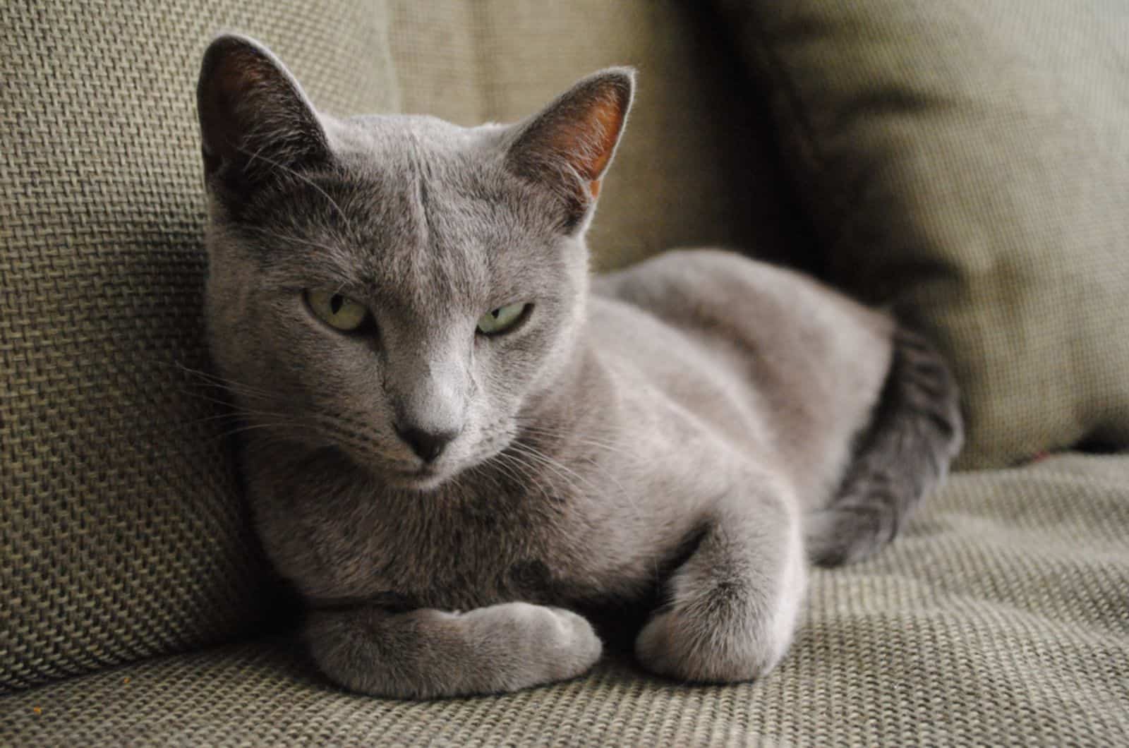 Cute gray cat on a green sofa