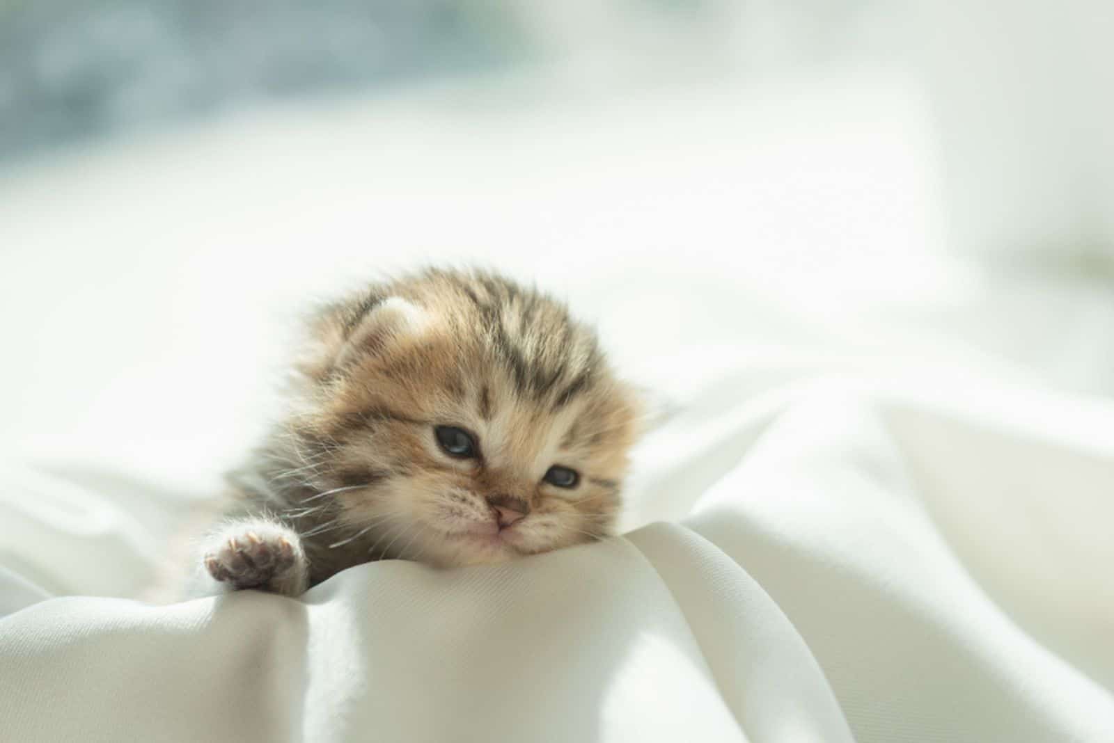 Cute lazy persian kitten wake up from sleep 