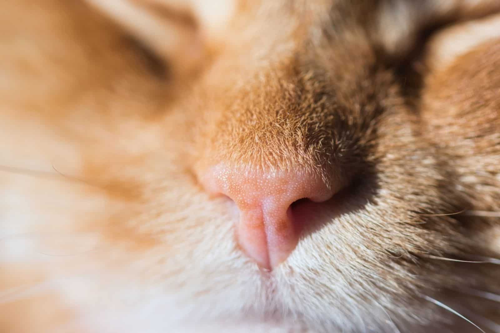 Cute pink and freckled nose of a sleeping cat 