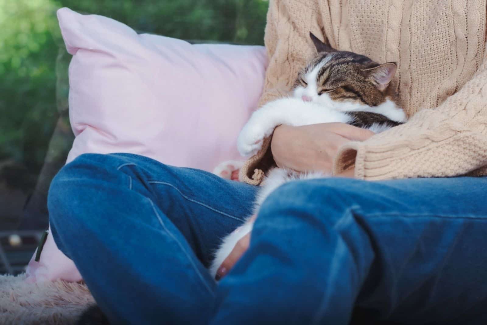 Cute scottish cat sleeping on woman's lap