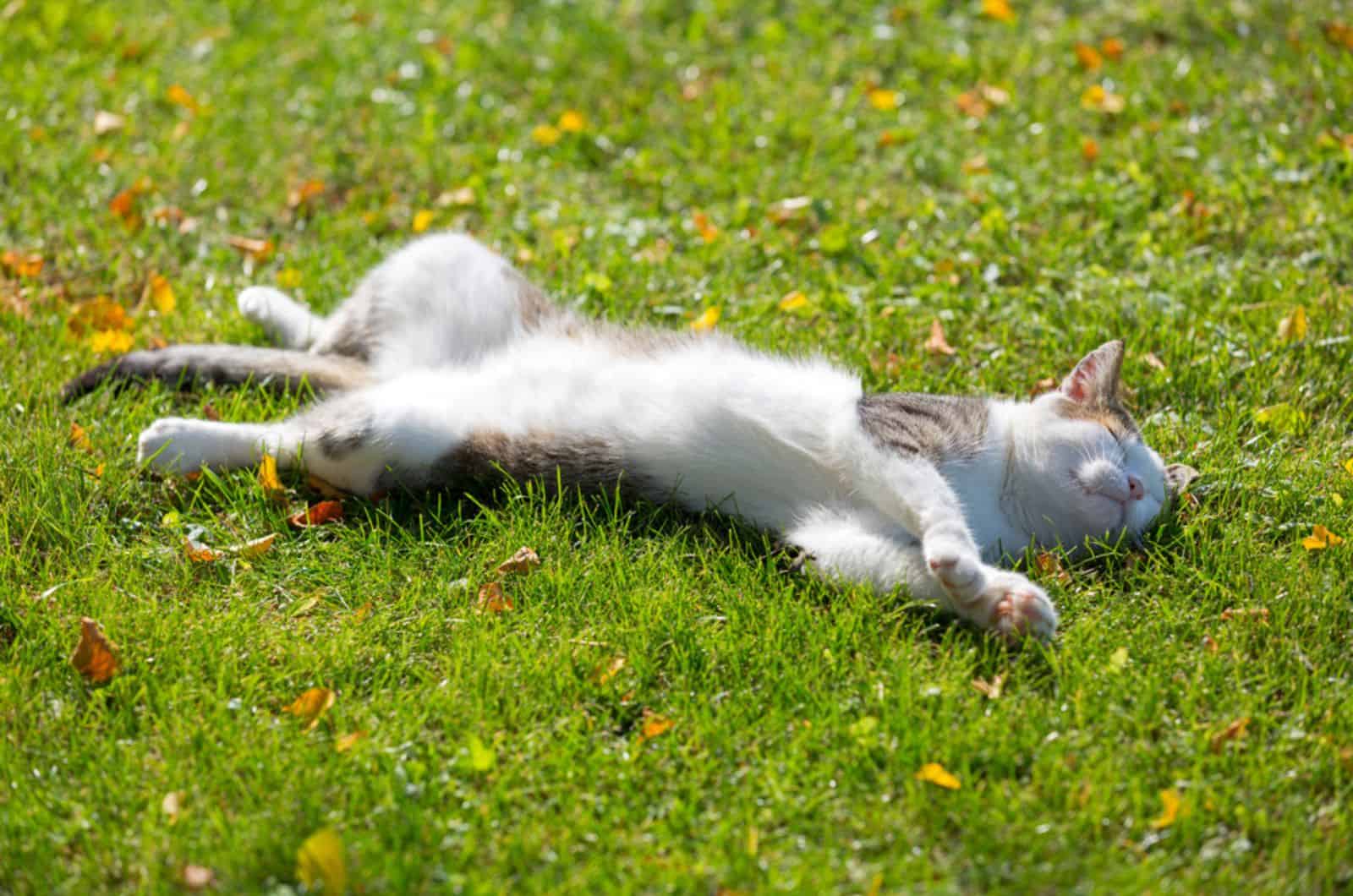 Cute white cat lying resting on its back