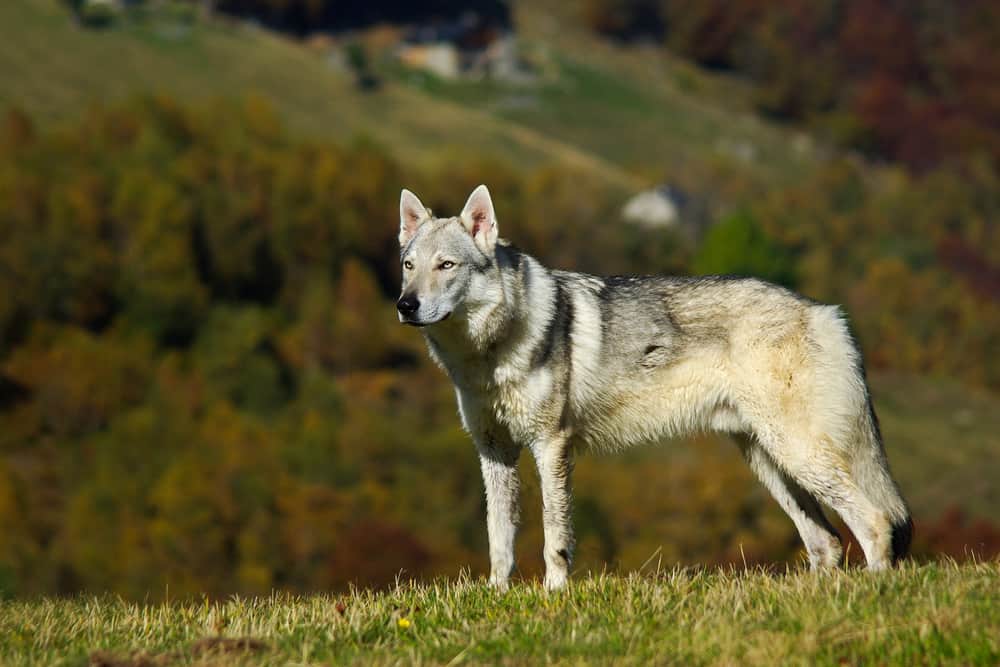 Czechoslovakian wolfdog in mountain