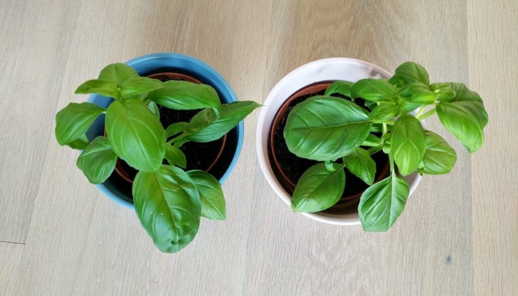 basil plant propagation results