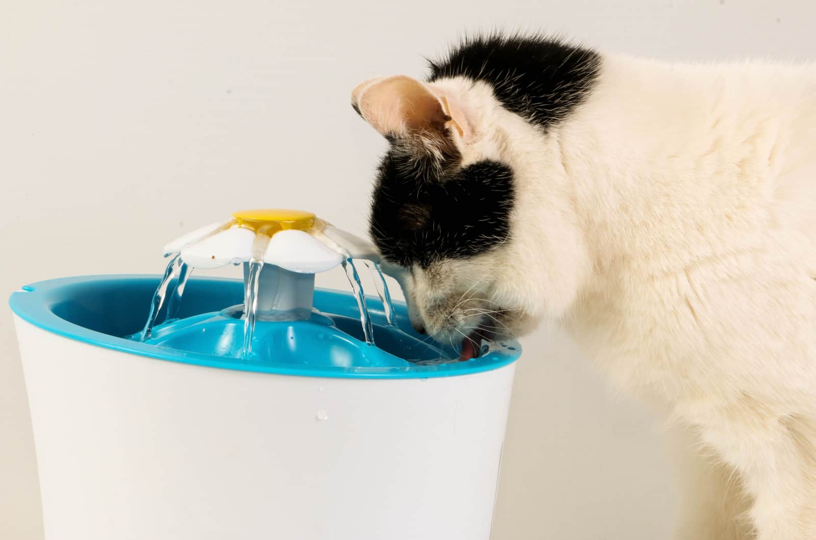 Dehydrated cat