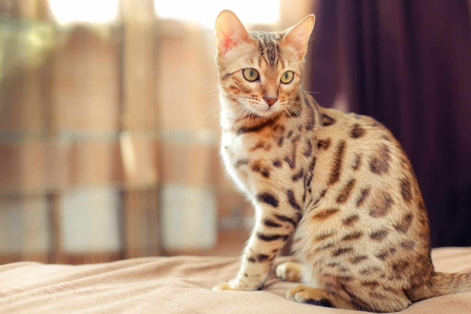 a bengal cat is sitting on the floor