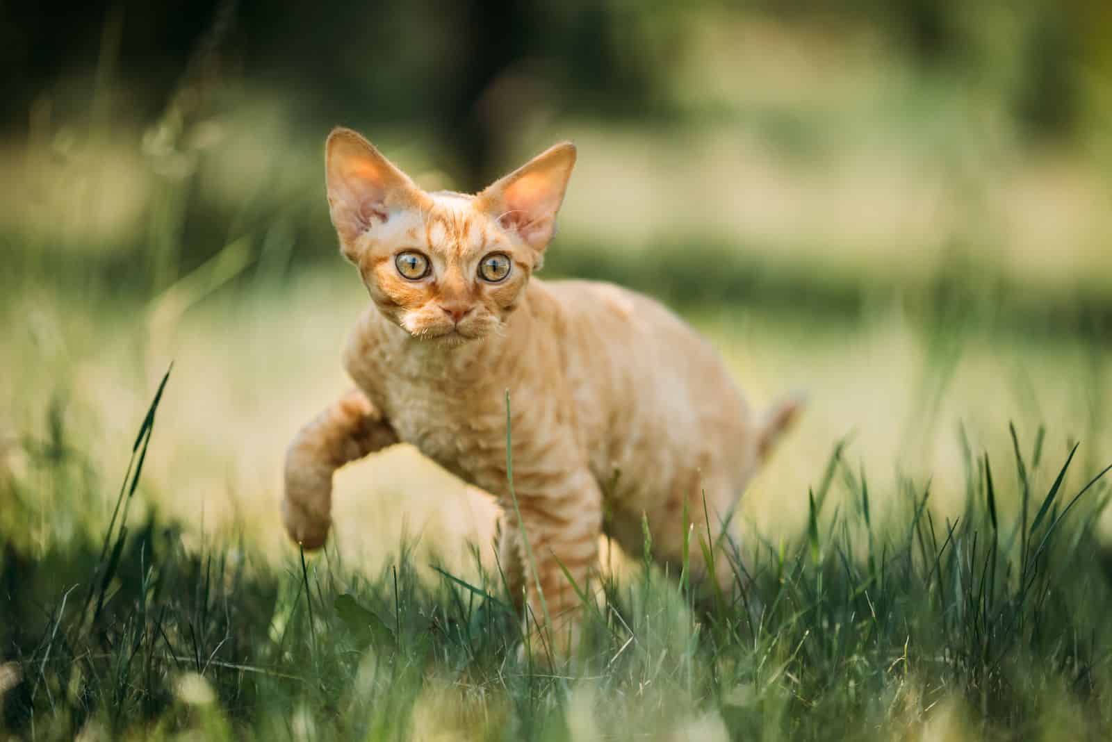 Devon Rex Cat is standing on the grass