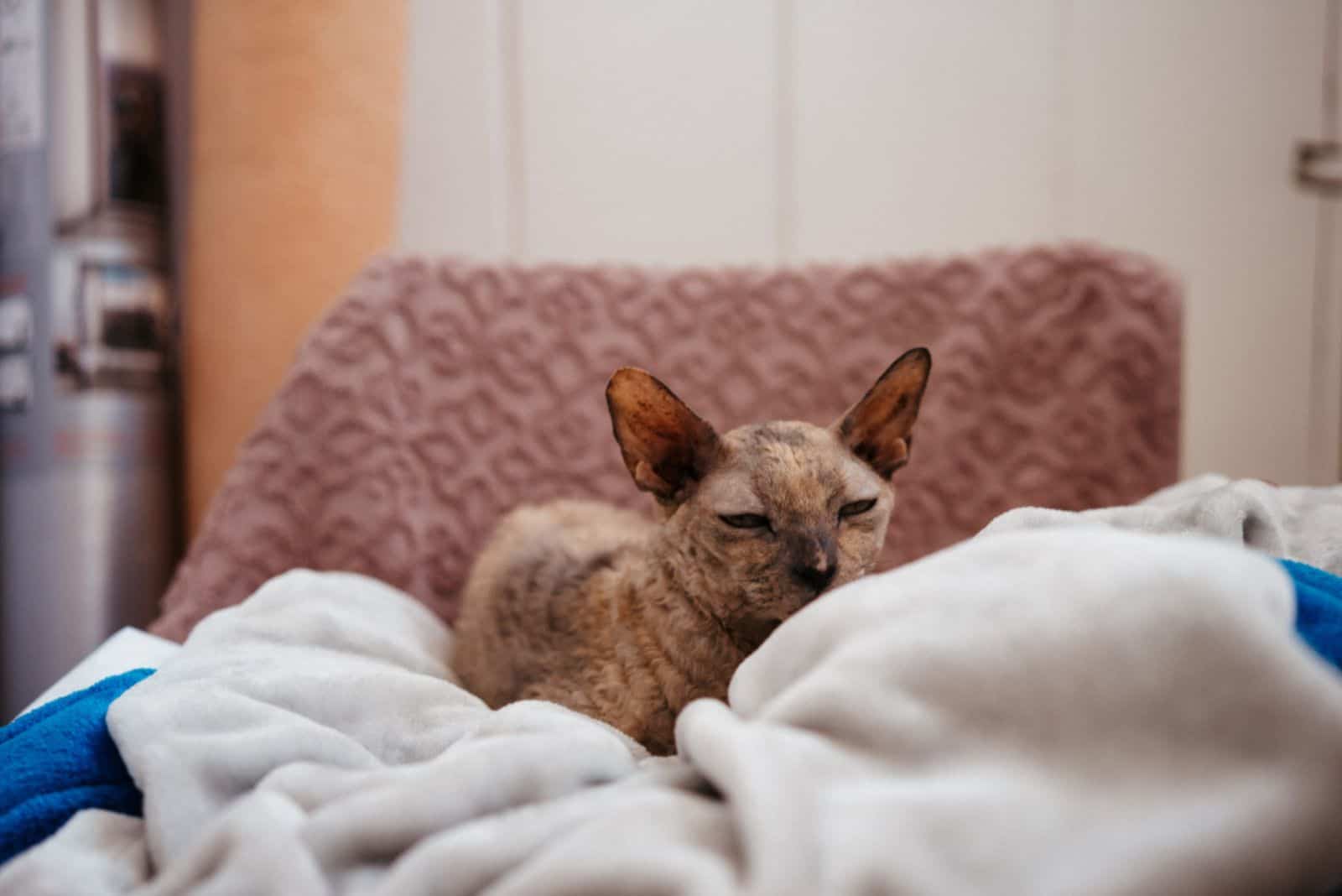 Devon Rex cat resting on a pillow