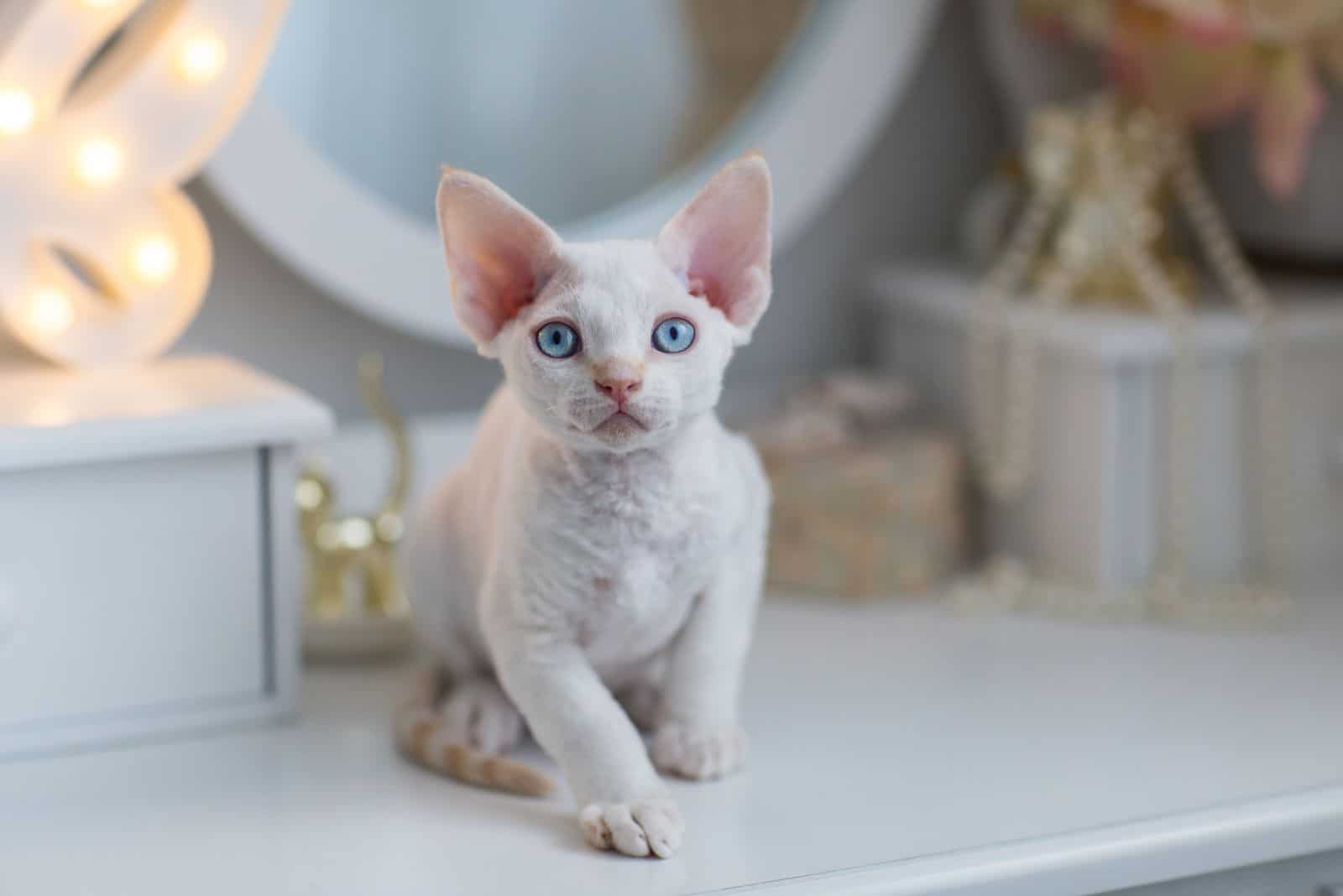 Devon Rex is sitting on the table