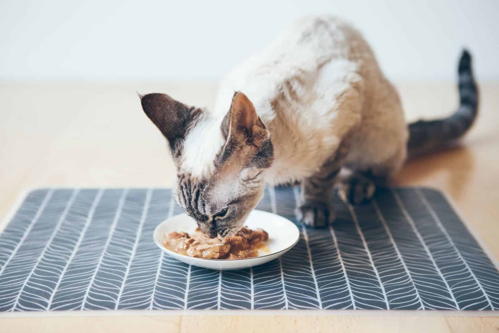 Devon Rex kitten eats wet food from white ceramic plate placed