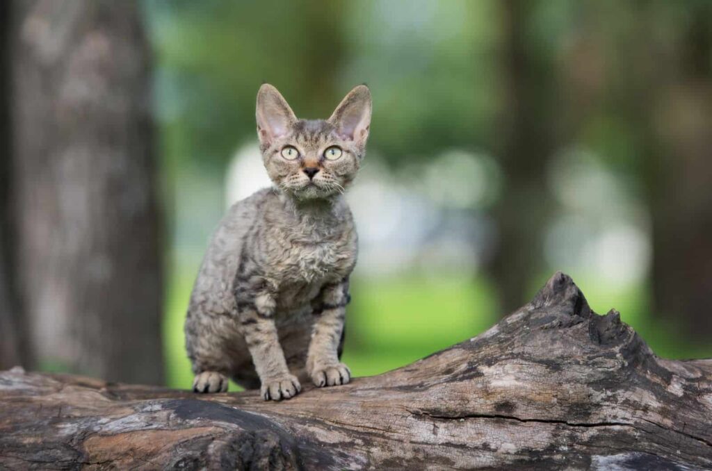 Devon Rex sitting outside