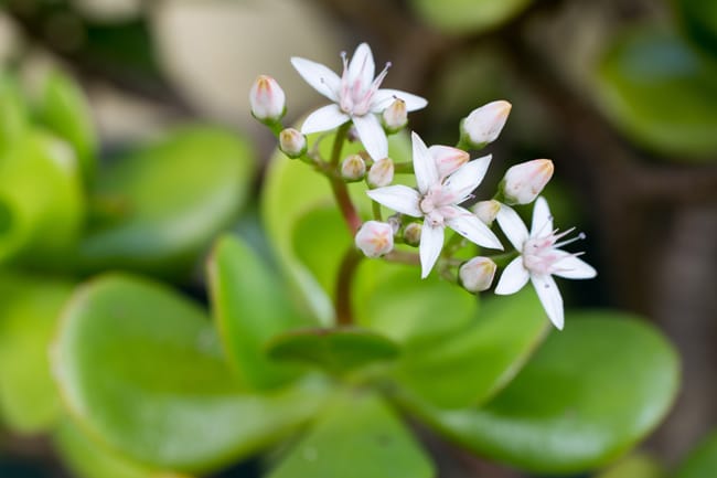 jade plant growth rate