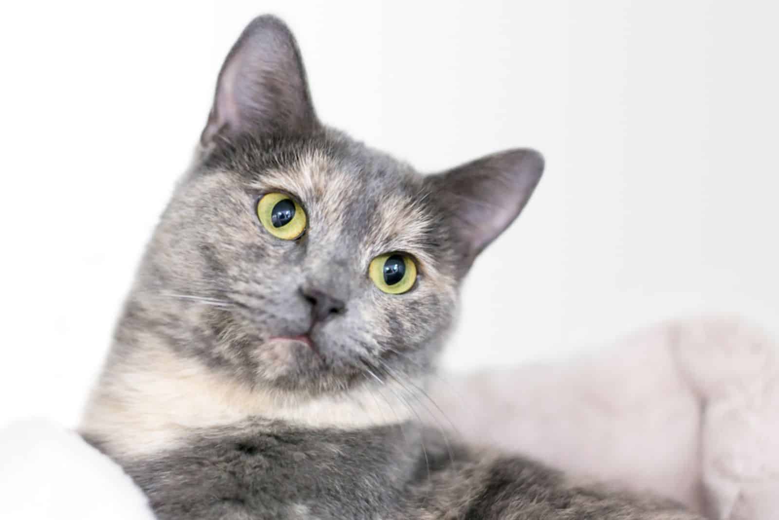 A Dilute Tortoiseshell domestic shorthair cat relaxing on some blankets