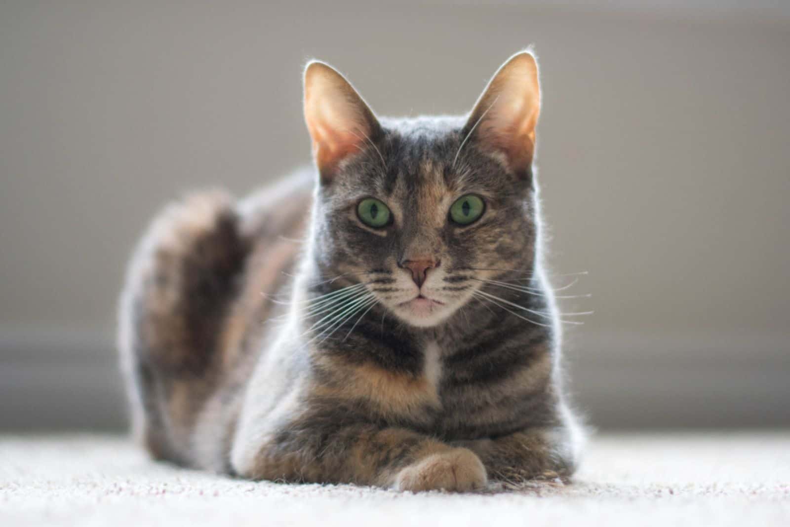 Dilute Tortoiseshell Cat sitting calm