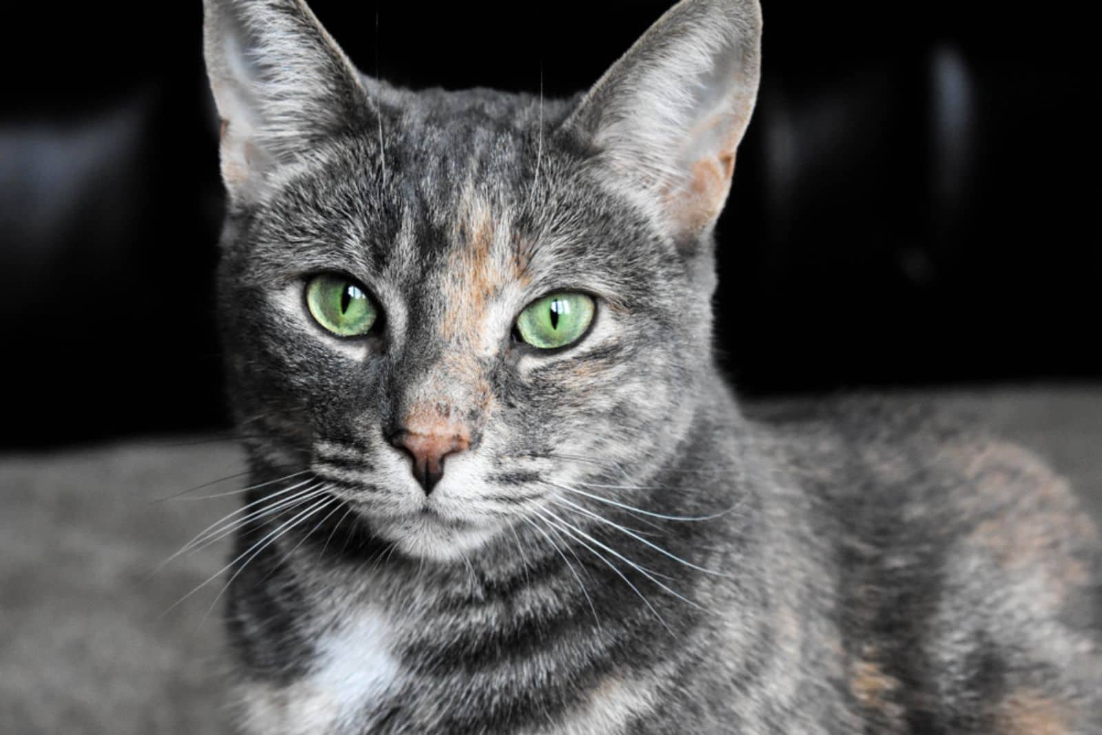 Dilute Tortoiseshell Cat with green eyes