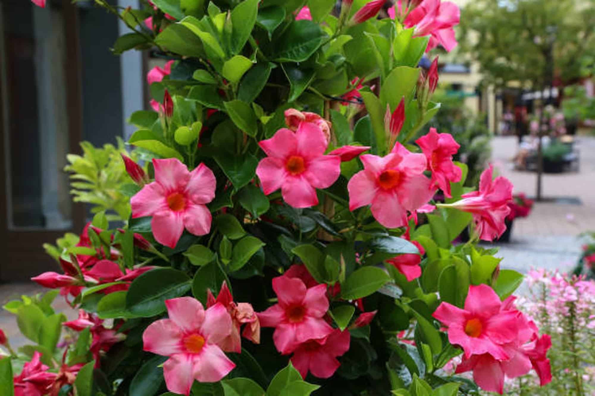 Dipladenia Plant