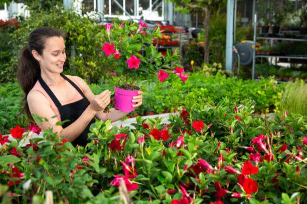 Dipladenia Plant Care