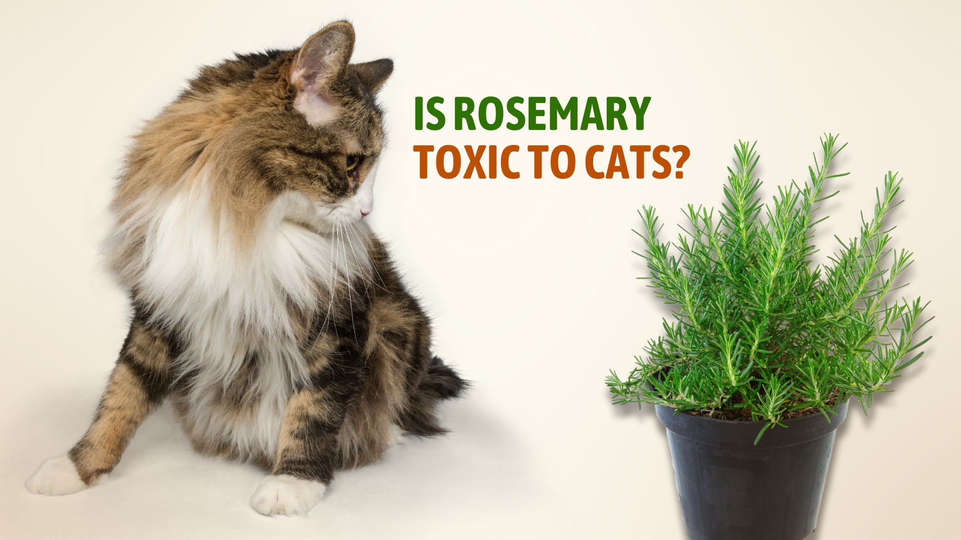 is rosemary toxic to cats