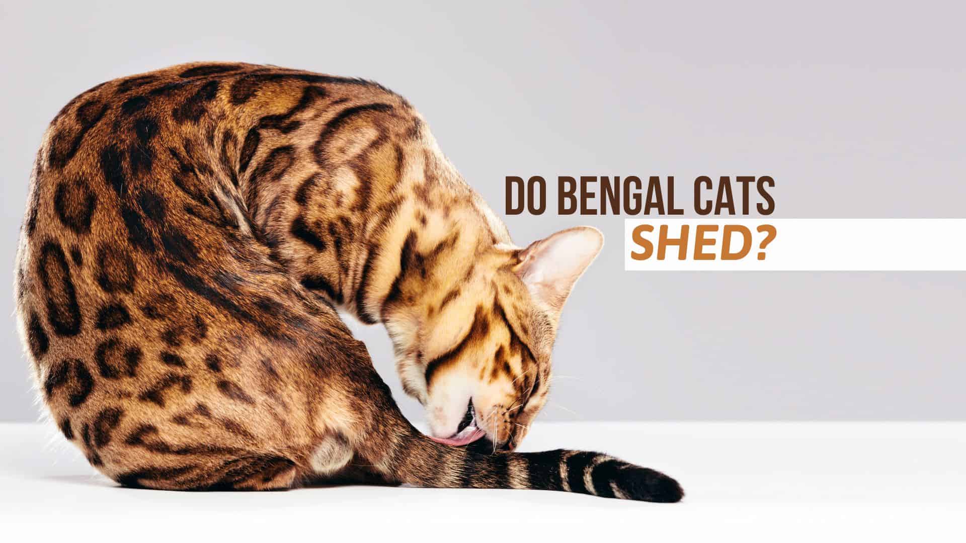 do Bengal cats shed