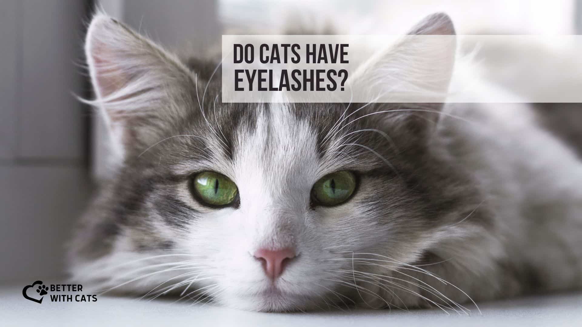 cute catwith green eyes and eyelashes