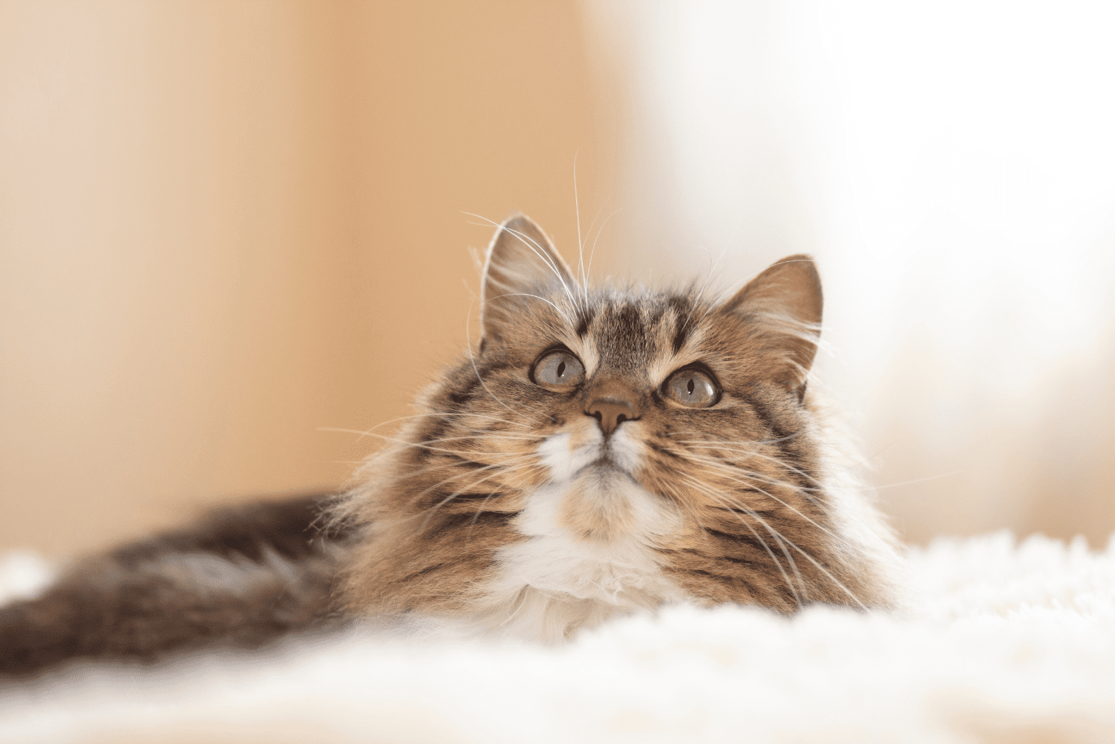 a cute cat sits and looks above him