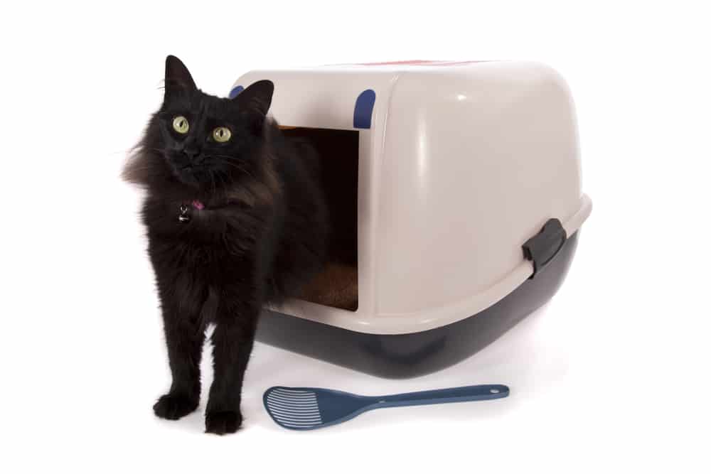 cat stepping out of litter box after using bathroom