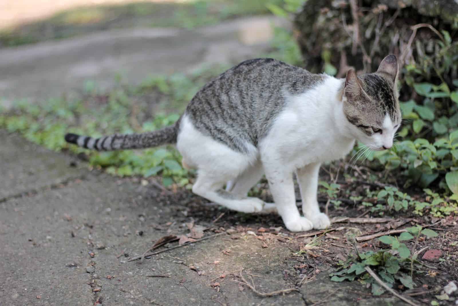 the cat poops in the garden