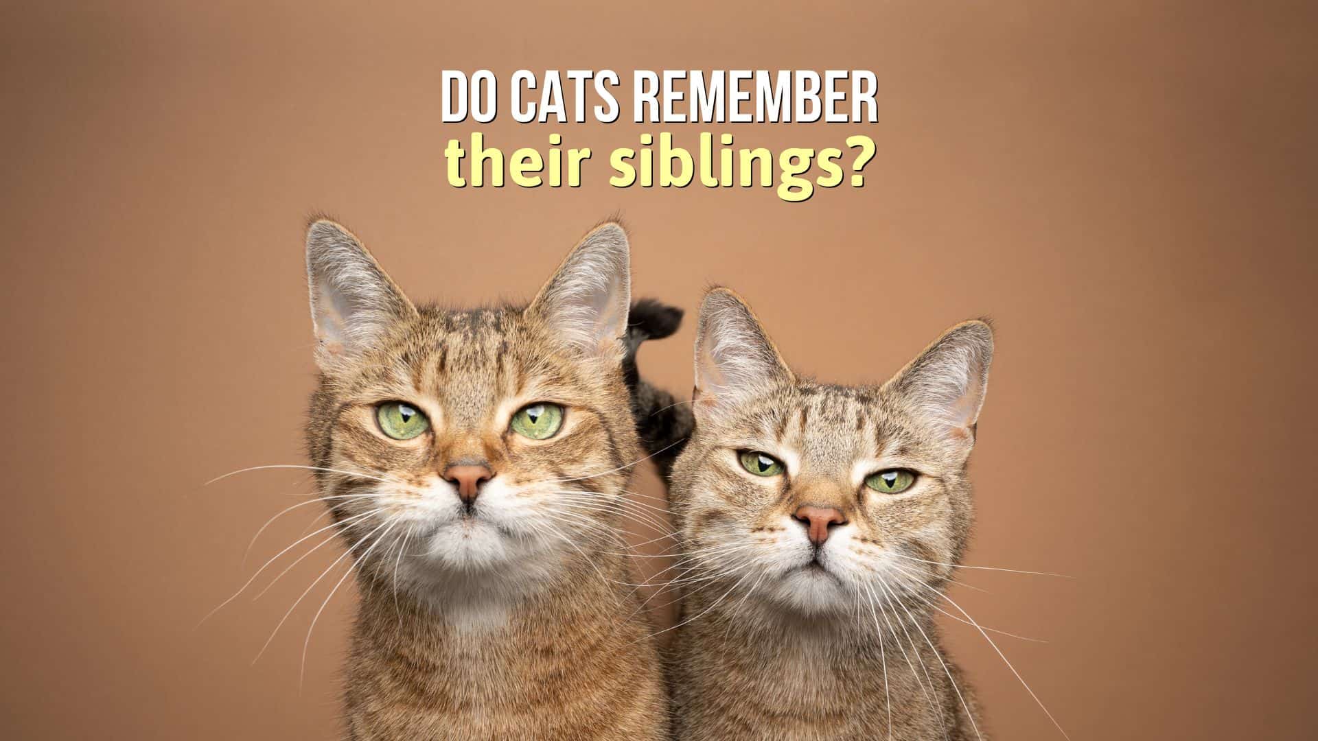 do cats remember siblings