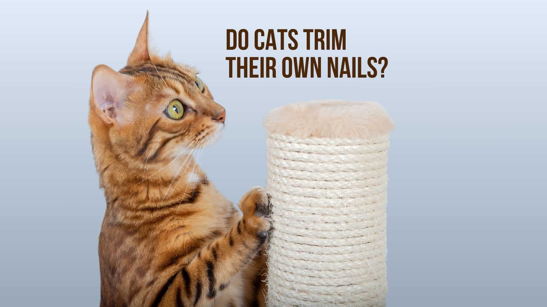 do cats trim their own nails