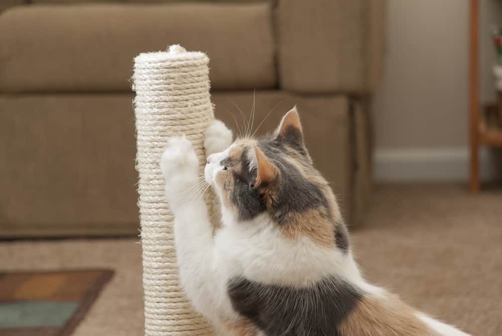 do declawed cats need scratching posts