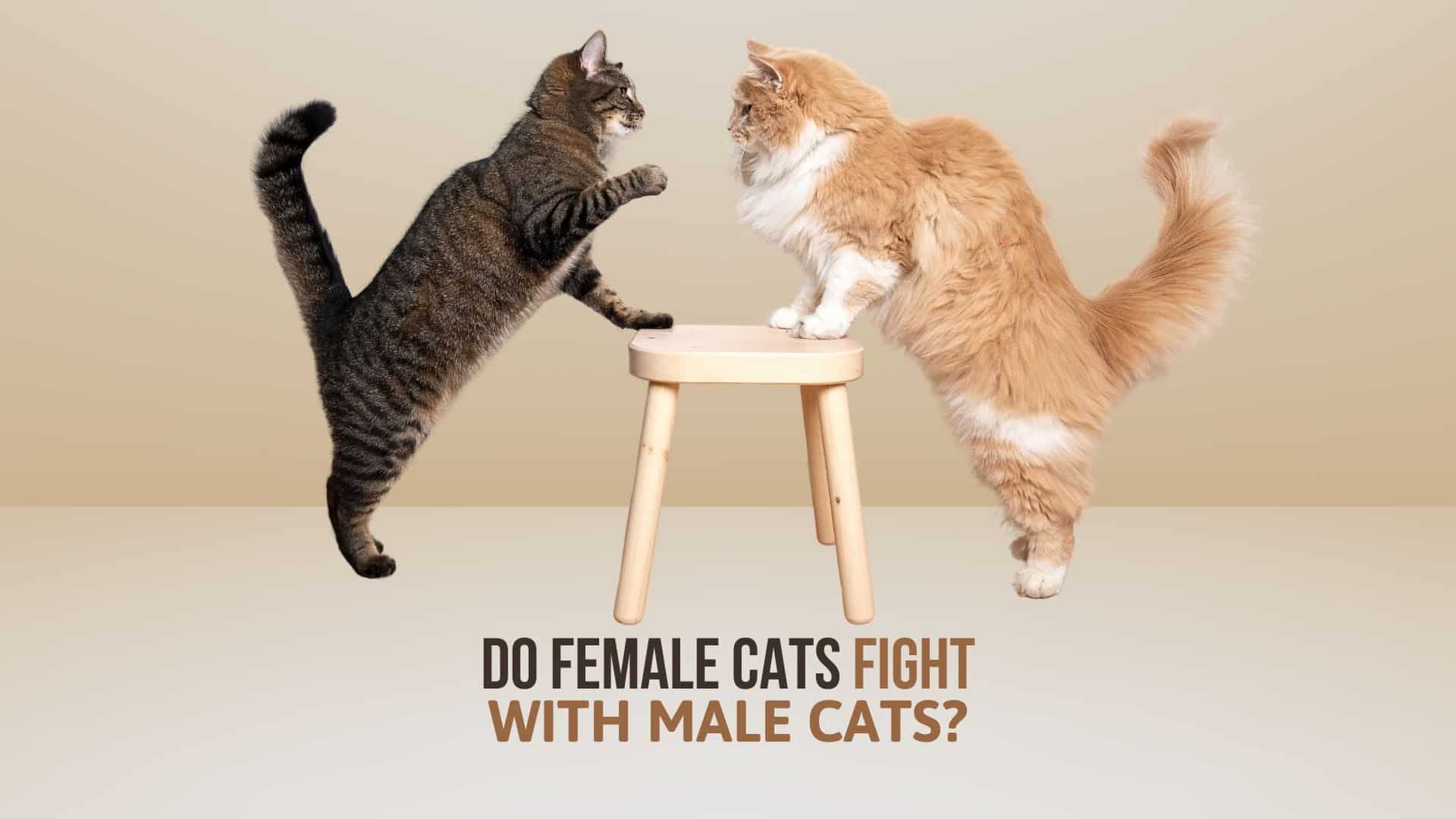 do female cats fight