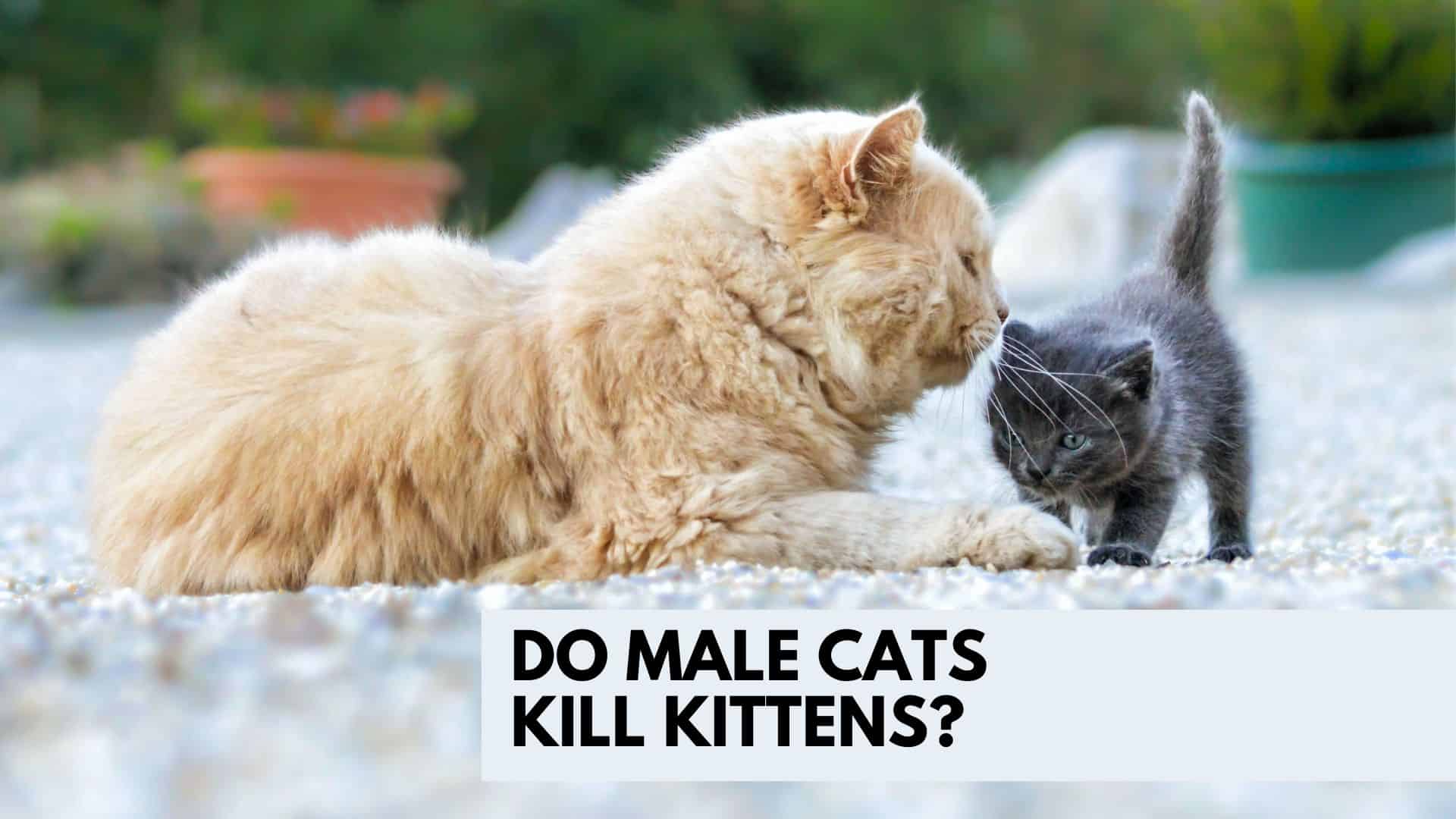 Do Male Cats Kill Kittens Or Is This Just A Myth