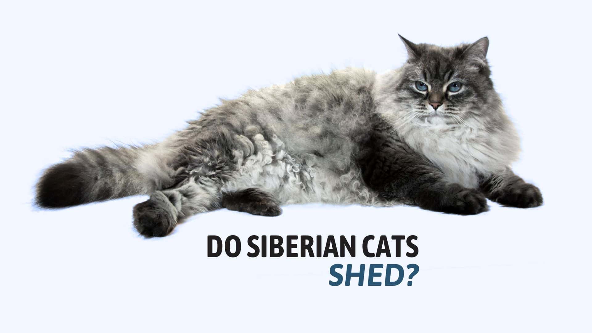 do Siberian cats shed