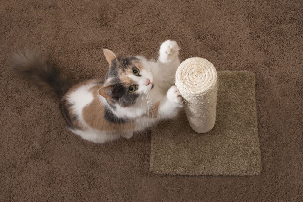 does a scratching post sharpen or dull a cats nails