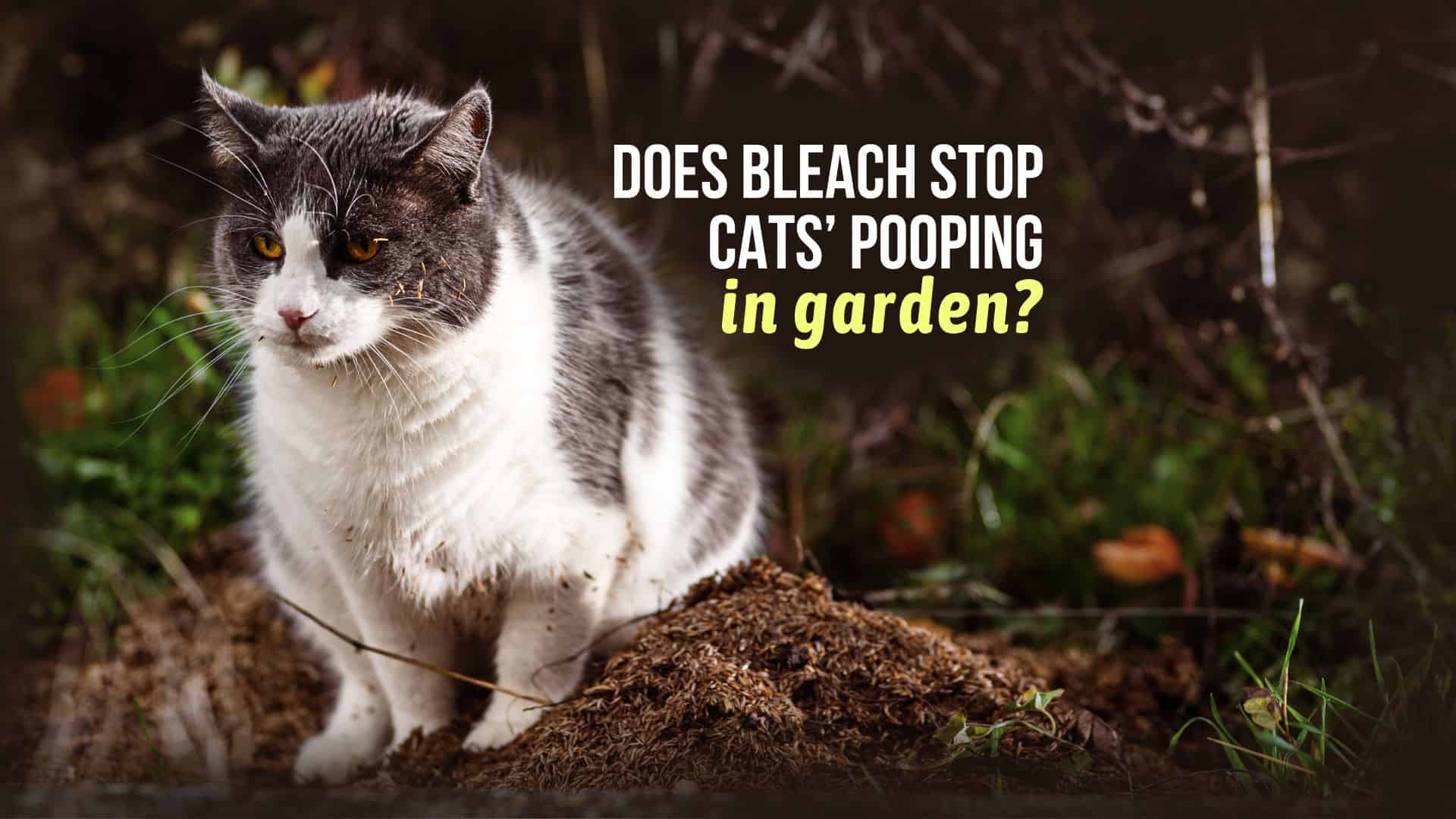 Does Bleach Stop Cats’ Pooping