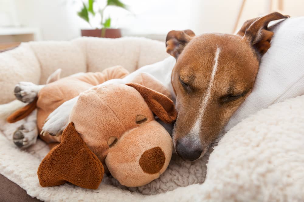 Dog sleeping while cuddling a stuffed animal