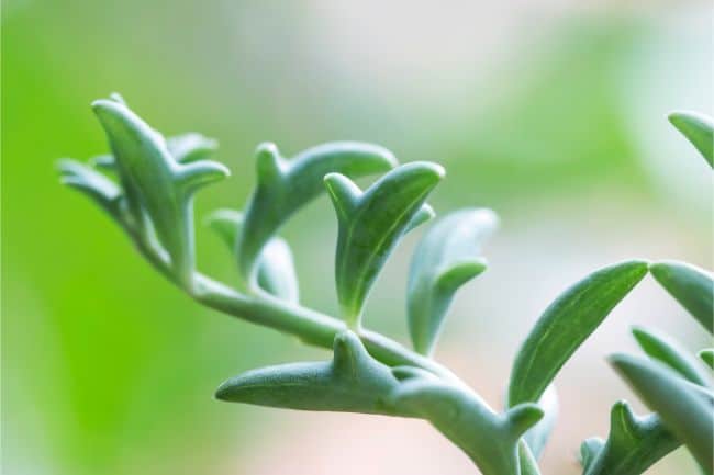 Dolphin Succulent Senecio peregrinus