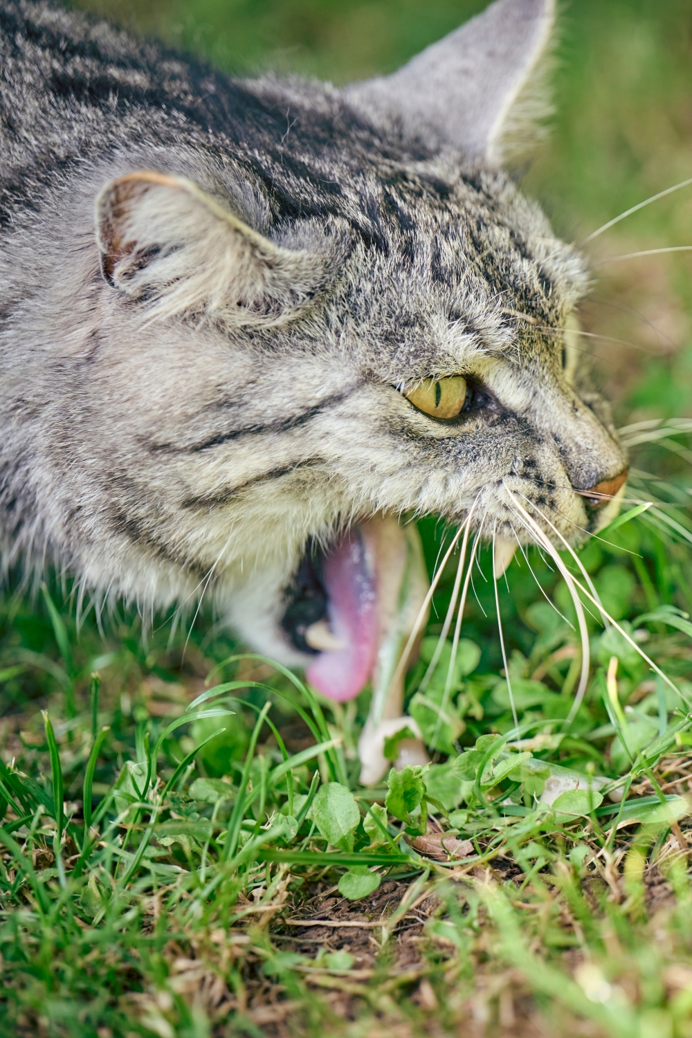 Domestic cat vomiting