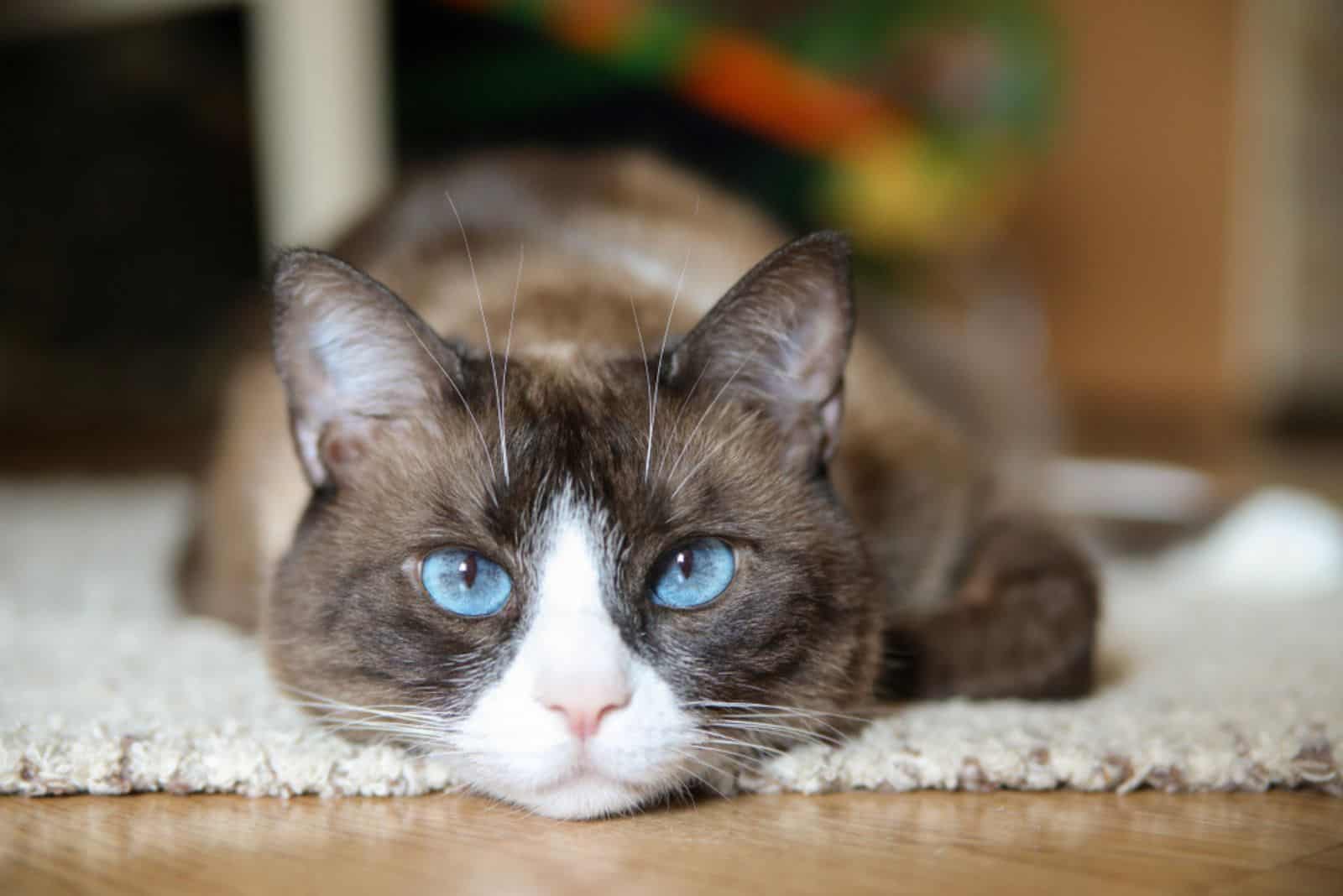 Domestic snowshoe cat laying on the carper