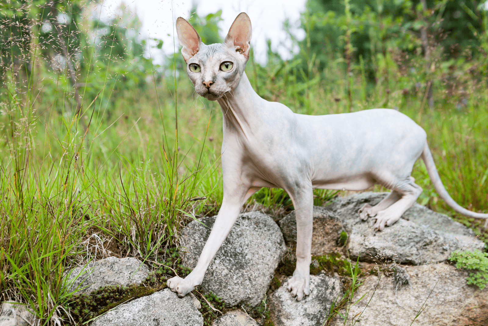 Don sphynx cat standing on stones