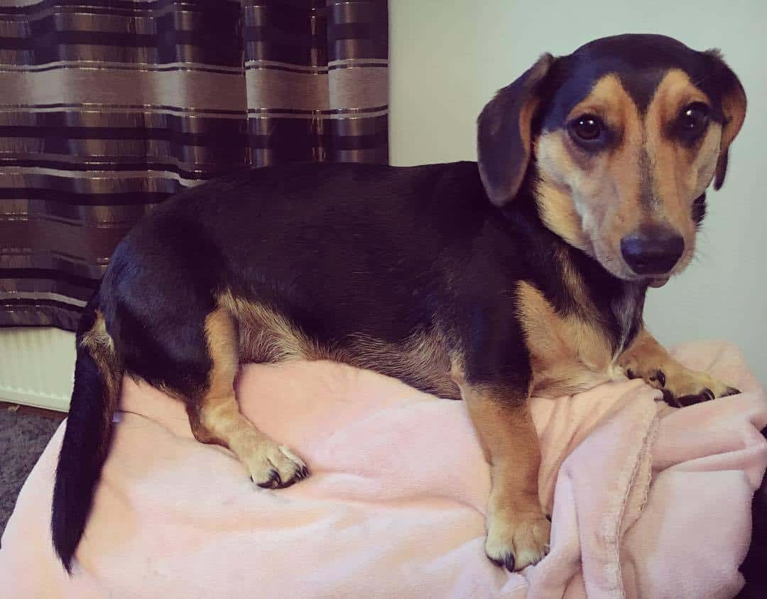 Black and brown Dorgi laying on the sofa