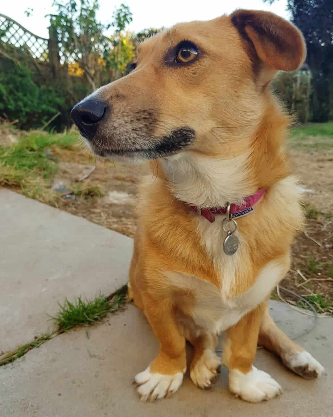 Dorgi sitting in the ground while out for a walk