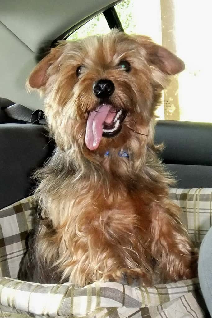 Dachshund Yorkie Mix in a car